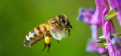 Pszczoa w locie, z pykiem