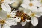 pszczoa nad biaym kwiatem