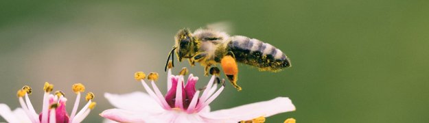 Pszczoła nad kwiatem