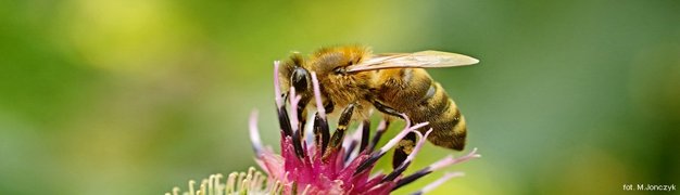 Pszczoa na kwiecie